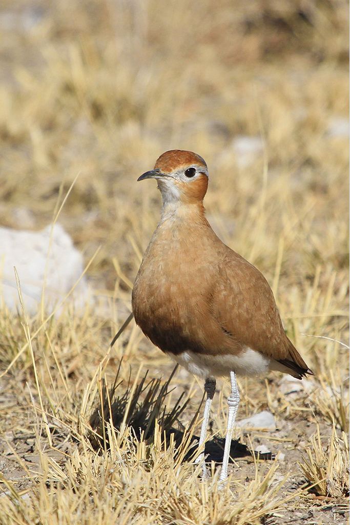 Burchell's courser Burchell39s Courser Bird amp Wildlife Photography by Richard and
