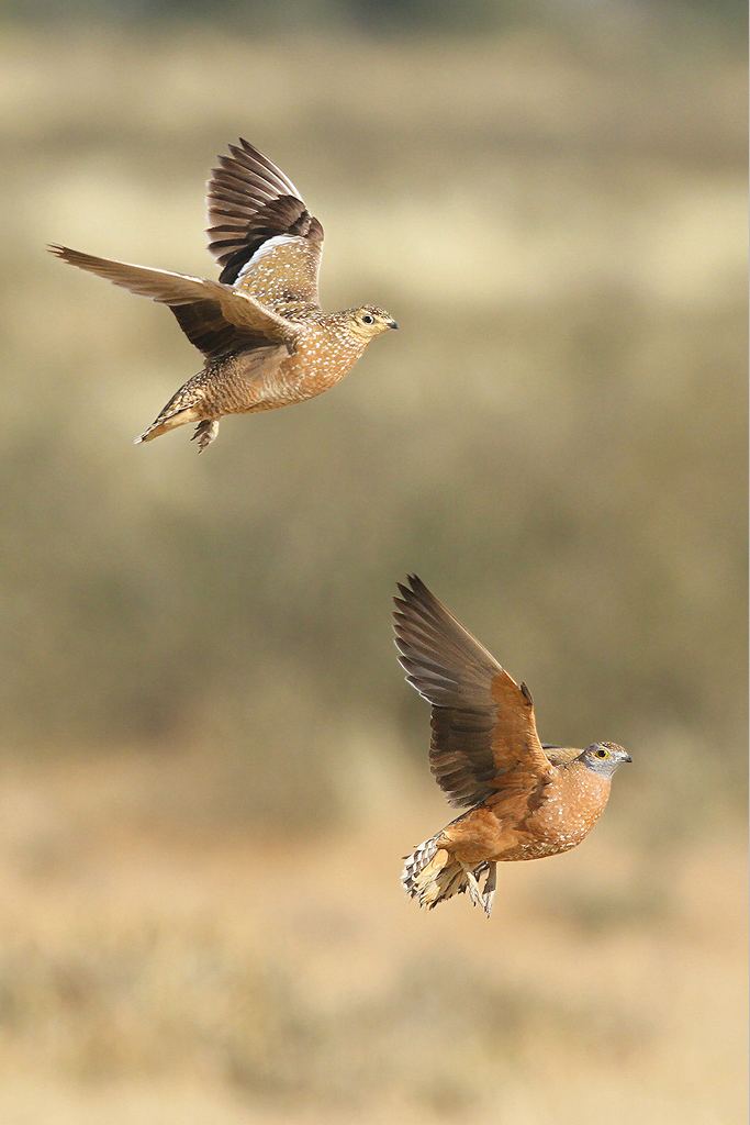 Burchell's sandgrouse Burchell39s Sandgrouse Bird amp Wildlife Photography by Richard and