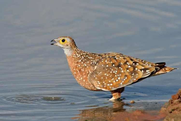 Burchell's sandgrouse Burchell39s Sandgrouse Birds of South Africa