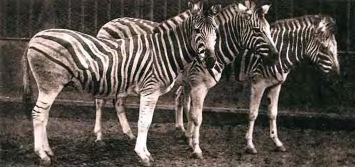 Burchell's zebra httpsuploadwikimediaorgwikipediacommons99