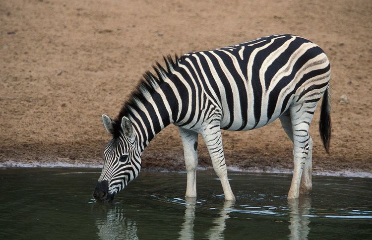 Burchell's zebra Zebra hide Species
