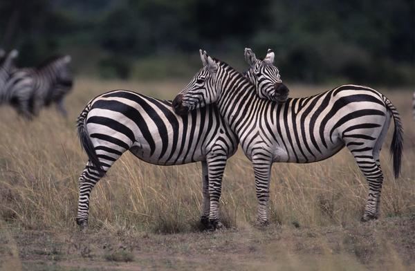 Burchell's zebra Zebra hide Species