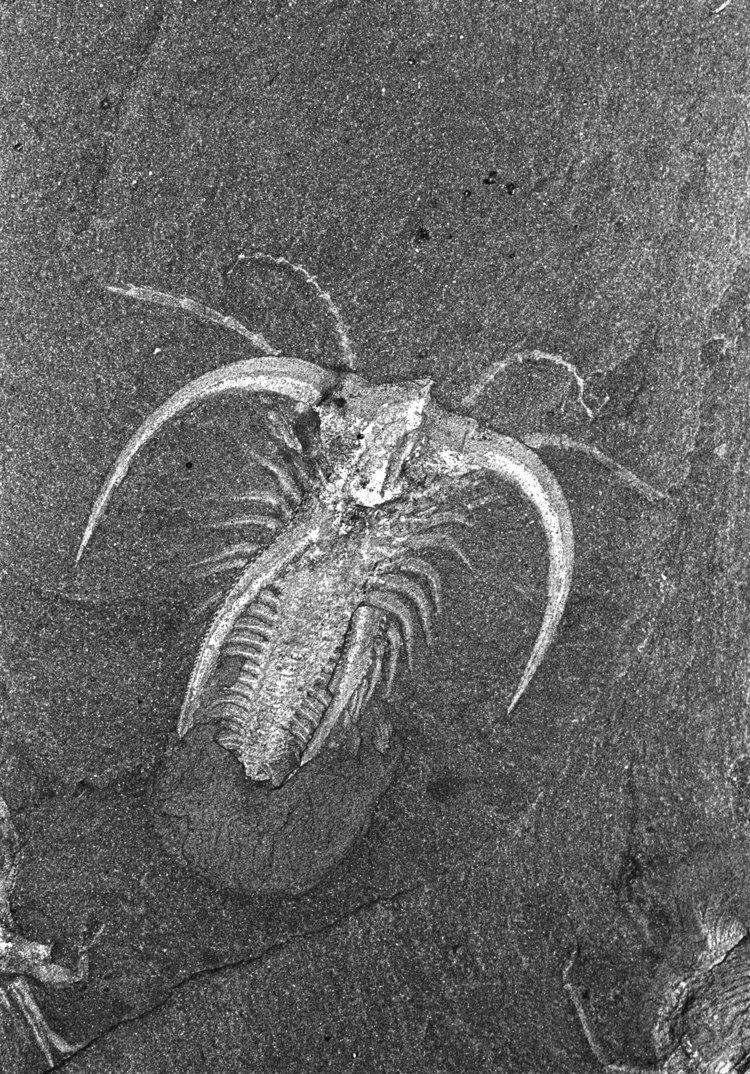 Burgess Shale SI NMNH Centennial Charles Doolittle Walcott and the Discovery of