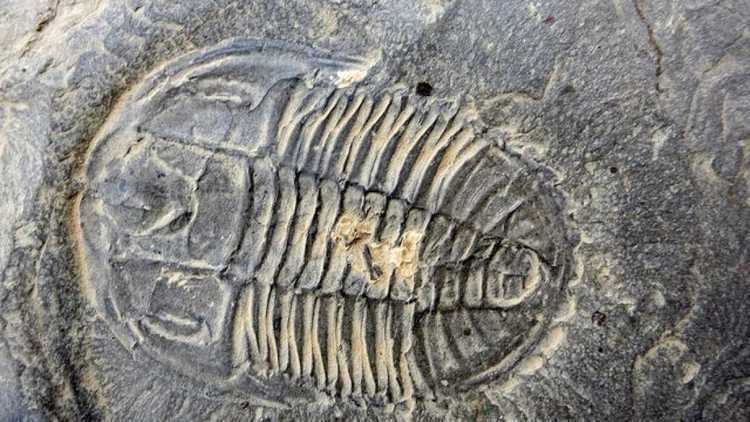 Burgess Shale Paleontologists Discover Treasure Trove of Fossils at New Burgess