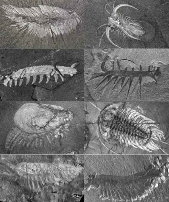Burgess Shale Burgess Shale39s Cambrian Fossils Should Change View of Evolution