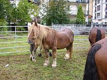 Burguete horse httpsuploadwikimediaorgwikipediacommonsthu