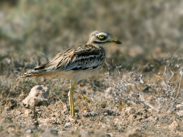 Burhinus FileBurhinus oedicnemus insularum Lanzarote 2jpg Wikimedia Commons