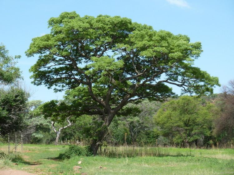 Burkea africana Burkea africana Useful Tropical Plants