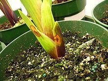 Burkholderia gladioli httpsuploadwikimediaorgwikipediacommonsthu