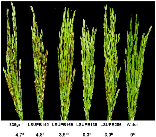 Burkholderia glumae httpswwwresearchgatenetprofileHariKarkipu