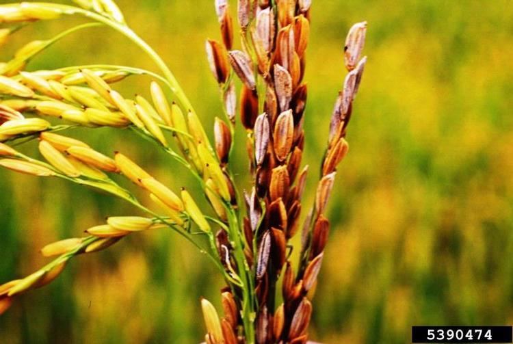 Burkholderia glumae bacterial panicle blight Burkholderia glumae on rice Oryza