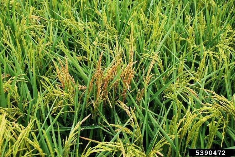 Burkholderia glumae bacterial panicle blight Burkholderia glumae on rice Oryza