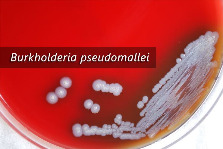 Burkholderia Pseudomallei - Alchetron, The Free Social Encyclopedia