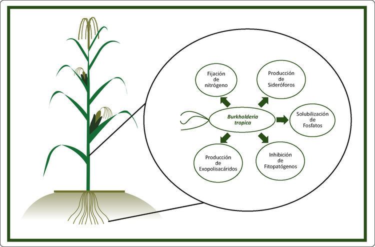 Burkholderia tropica wwwelsevieresficherospublicaciones1405888X00