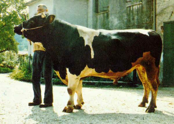 Burlina Italian breeds of cattle Burlina