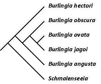 Burlingia