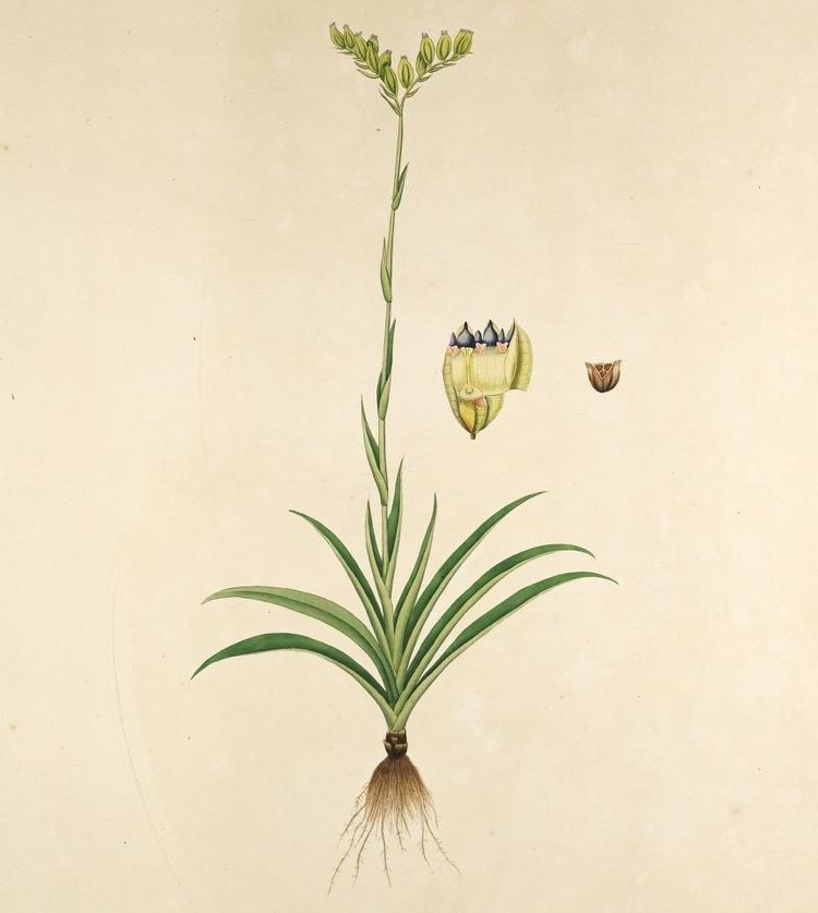 Burmannia (plant) httpsuploadwikimediaorgwikipediacommons66