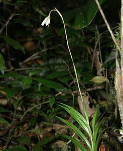 Burmannia (plant) Trjeniec Wikipedia wolna encyklopedia