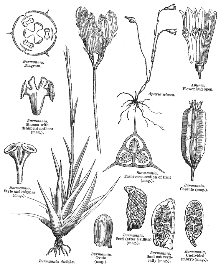 Burmanniaceae Angiosperm families Burmanniaceae Bl