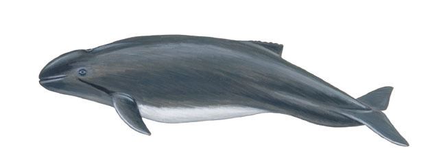 Burmeister's porpoise ADW Phocoena spinipinnis INFORMATION