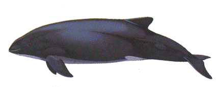 Burmeister's porpoise 8 badass Burmeister39s porpoise facts