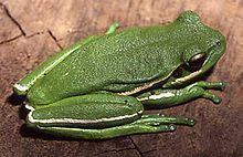 Burmeister's tree frog httpsuploadwikimediaorgwikipediacommonsthu
