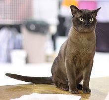 Burmese cat httpsuploadwikimediaorgwikipediacommonsthu