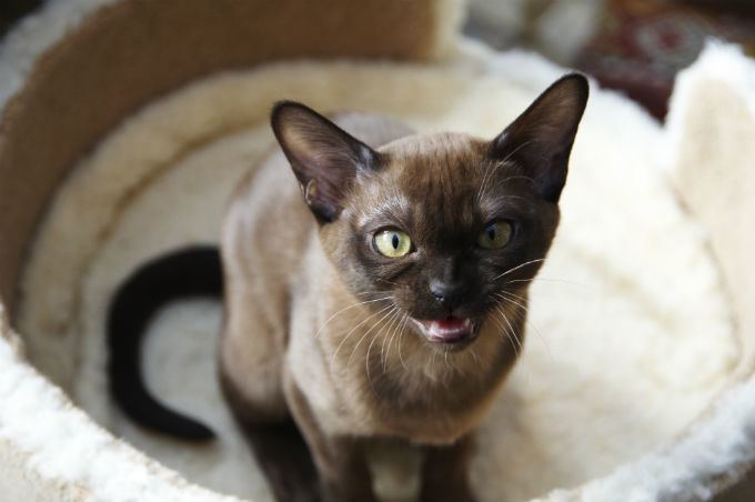 Burmese cat Burmese Cat Breed Information Pictures Characteristics amp Facts