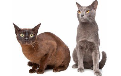 Burmese cat Burmese Cat Breed Information Pictures Characteristics amp Facts