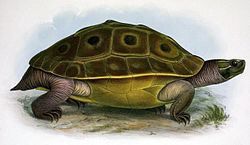 Burmese eyed turtle httpsuploadwikimediaorgwikipediacommonsthu