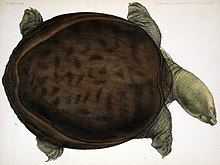 Burmese flapshell turtle httpsuploadwikimediaorgwikipediacommonsthu