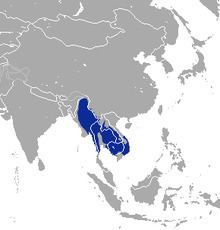 Burmese hare httpsuploadwikimediaorgwikipediacommonsthu