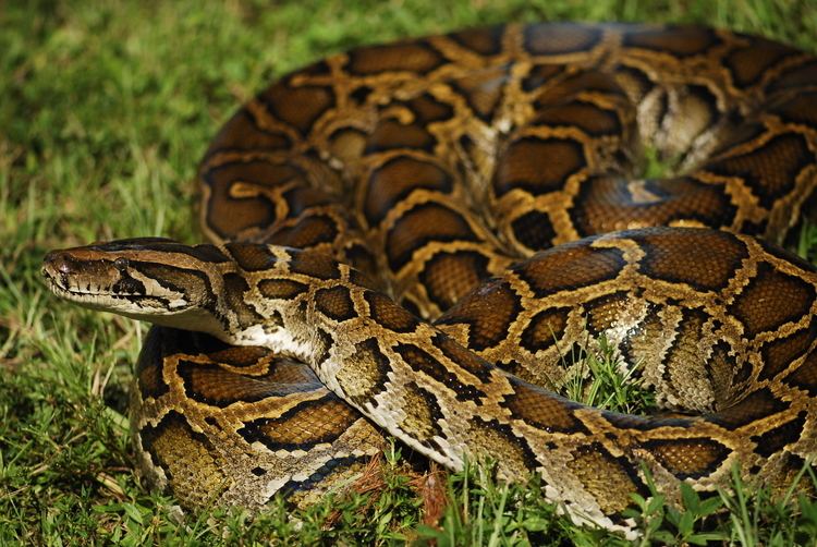 Burmese python Burmese Python Everglades CISMA