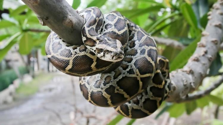 Burmese python Burmese Python Animal Profile