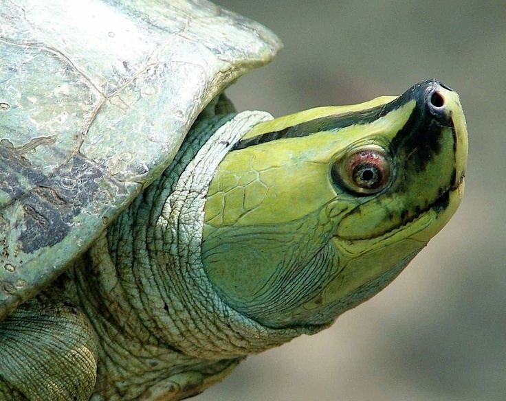 Burmese roofed turtle Myanmar River Turtle Batagur trivittata also known as the Burmese