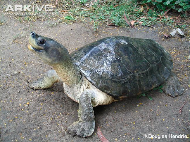 Burmese roofed turtle Burmese roofed turtle videos photos and facts Batagur trivittata