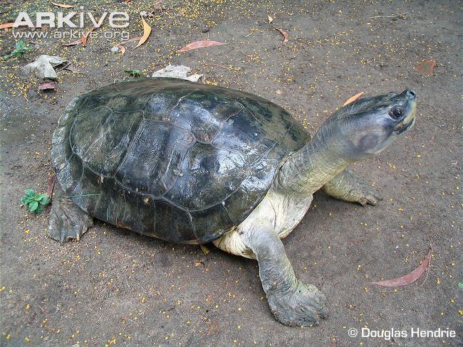 Burmese roofed turtle Burmese roofed turtle photo Batagur trivittata G68773 ARKive