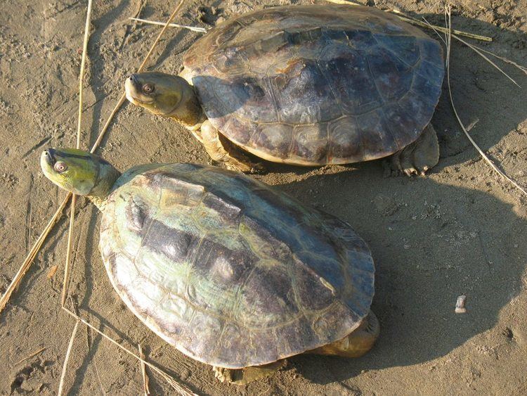 Burmese roofed turtle Burmese Roofed Turtle Myanmar Biodiversity