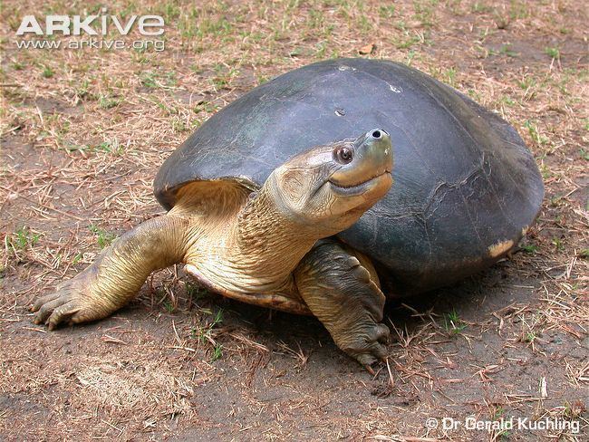 Burmese roofed turtle Burmese roofed turtle photo Batagur trivittata G79877 ARKive