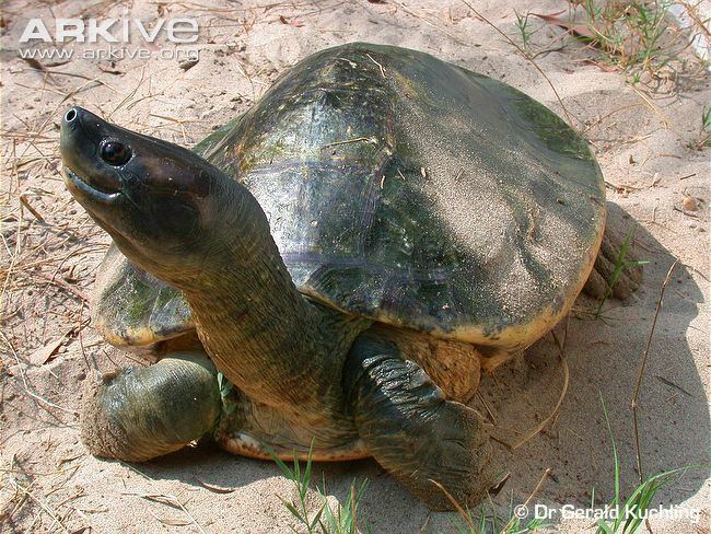 Burmese roofed turtle Burmese roofed turtle photo Batagur trivittata G79877 ARKive