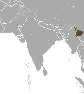 Burmese short-tailed shrew