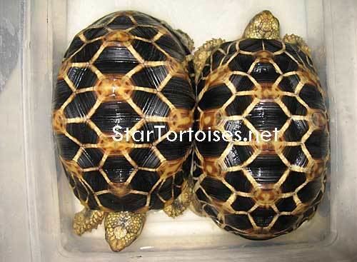 Burmese star tortoise Burmese Star Tortoise