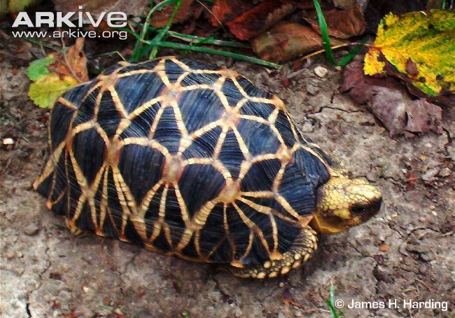 Burmese star tortoise Burmese starred tortoise videos photos and facts Geochelone
