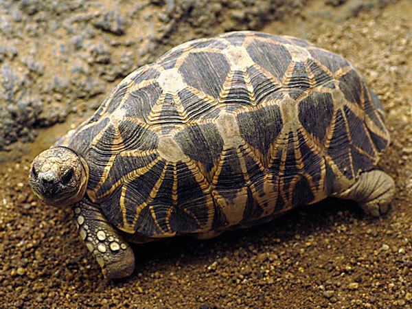 Burmese star tortoise Burmese Starred TortoiseEndangered animals listOur endangered
