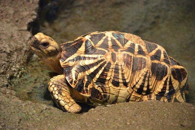 Burmese star tortoise US Fish amp Wildlife Service CITES CoP16 Burmese Star Tortoises
