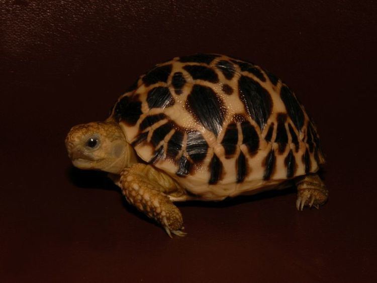 Burmese star tortoise wwwtheturtlesourcecomturtleContainer225689788