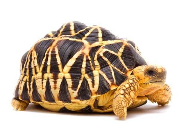 Burmese star tortoise Burmese Star Tortoise Geochelone platynota ReptileTalk NET