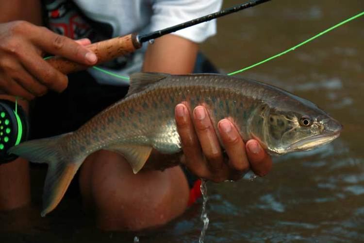 Burmese trout Burmese Trout Fly Fishing in Thailand NG River Guides
