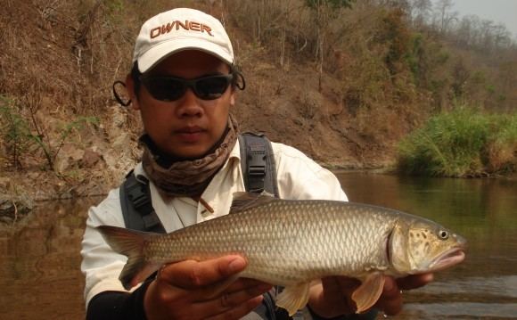 Burmese trout wwwngriverguidescomcms3wpcontentuploads20