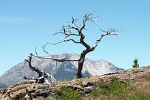 Burmis Tree httpsuploadwikimediaorgwikipediacommonsthu